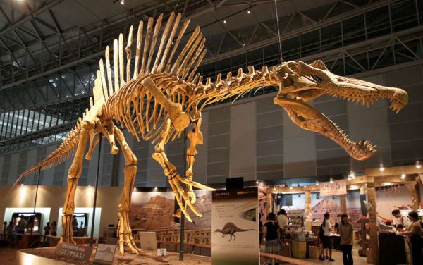esqueletos-fosil-dinosaurio